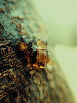 Amber-like resin drops glistening on the textured surface of a tree bark, with a soft-focus background creating a serene and natural atmosphere.