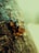 Amber-like resin drops glistening on the textured surface of a tree bark, with a soft-focus background creating a serene and natural atmosphere.