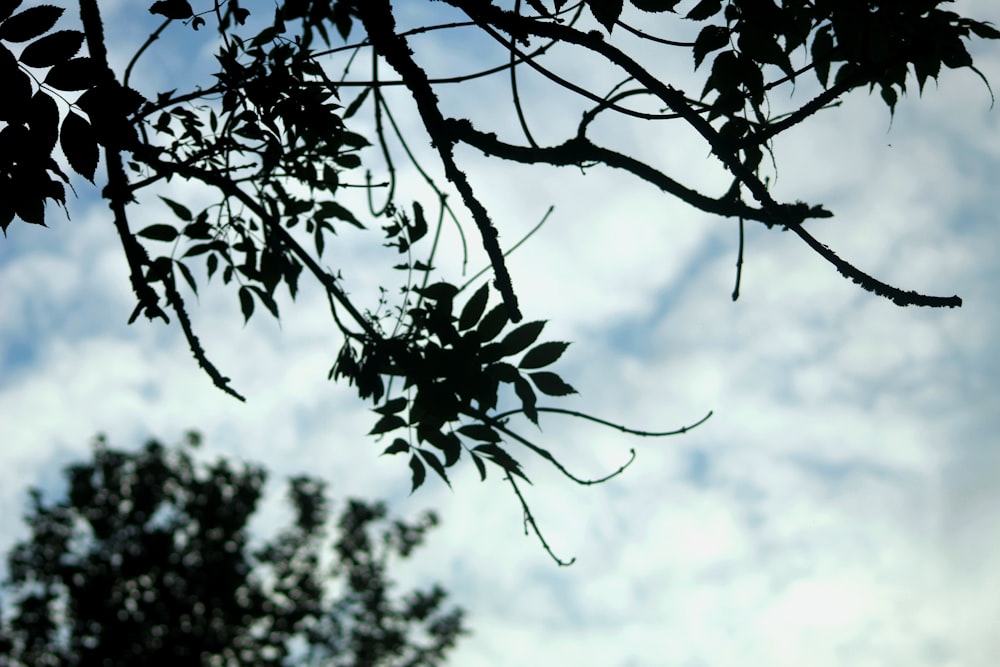 a tree branch with leaves and sky in the background