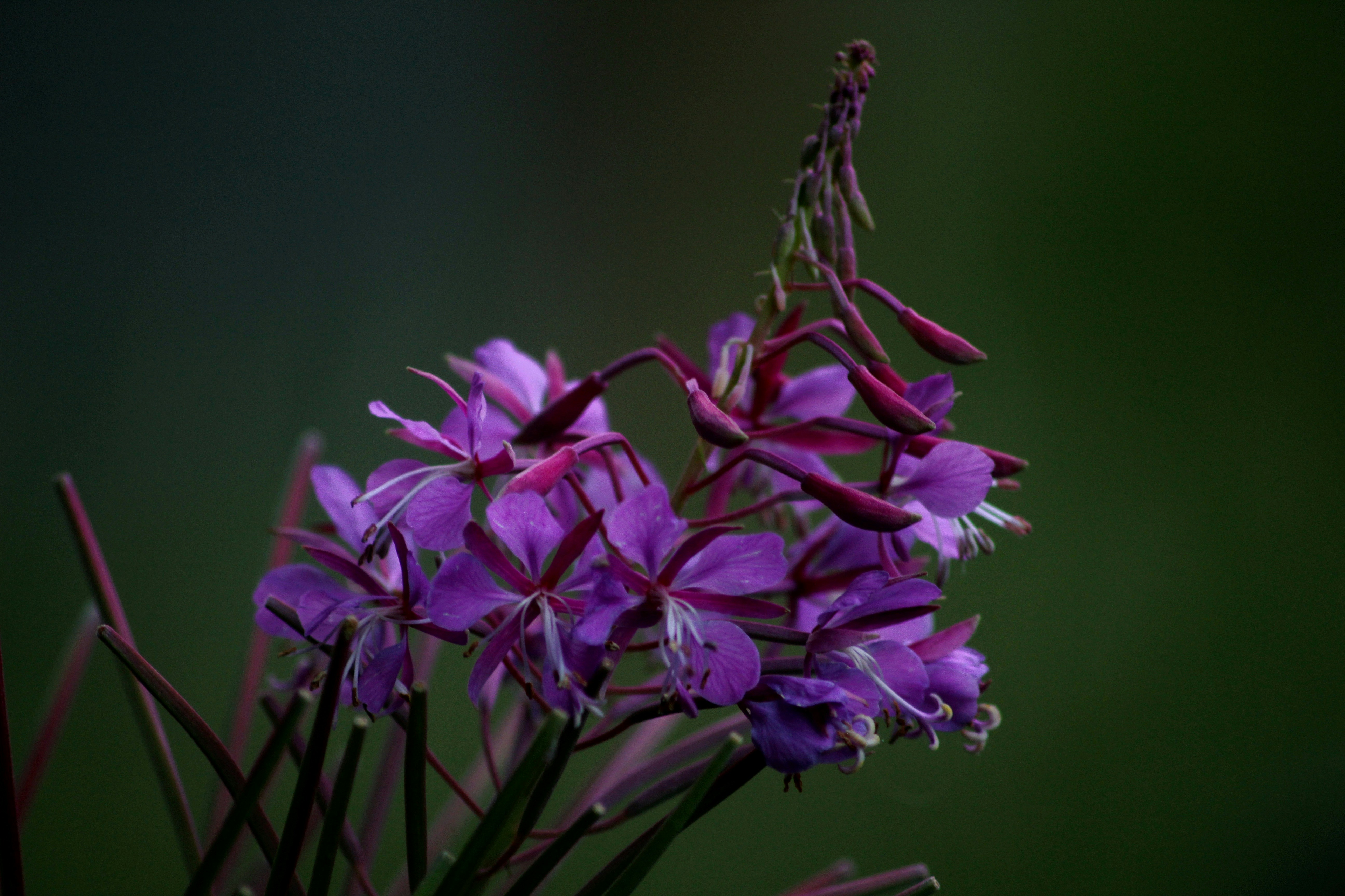 ein Strauß lila Blumen in einer Vase