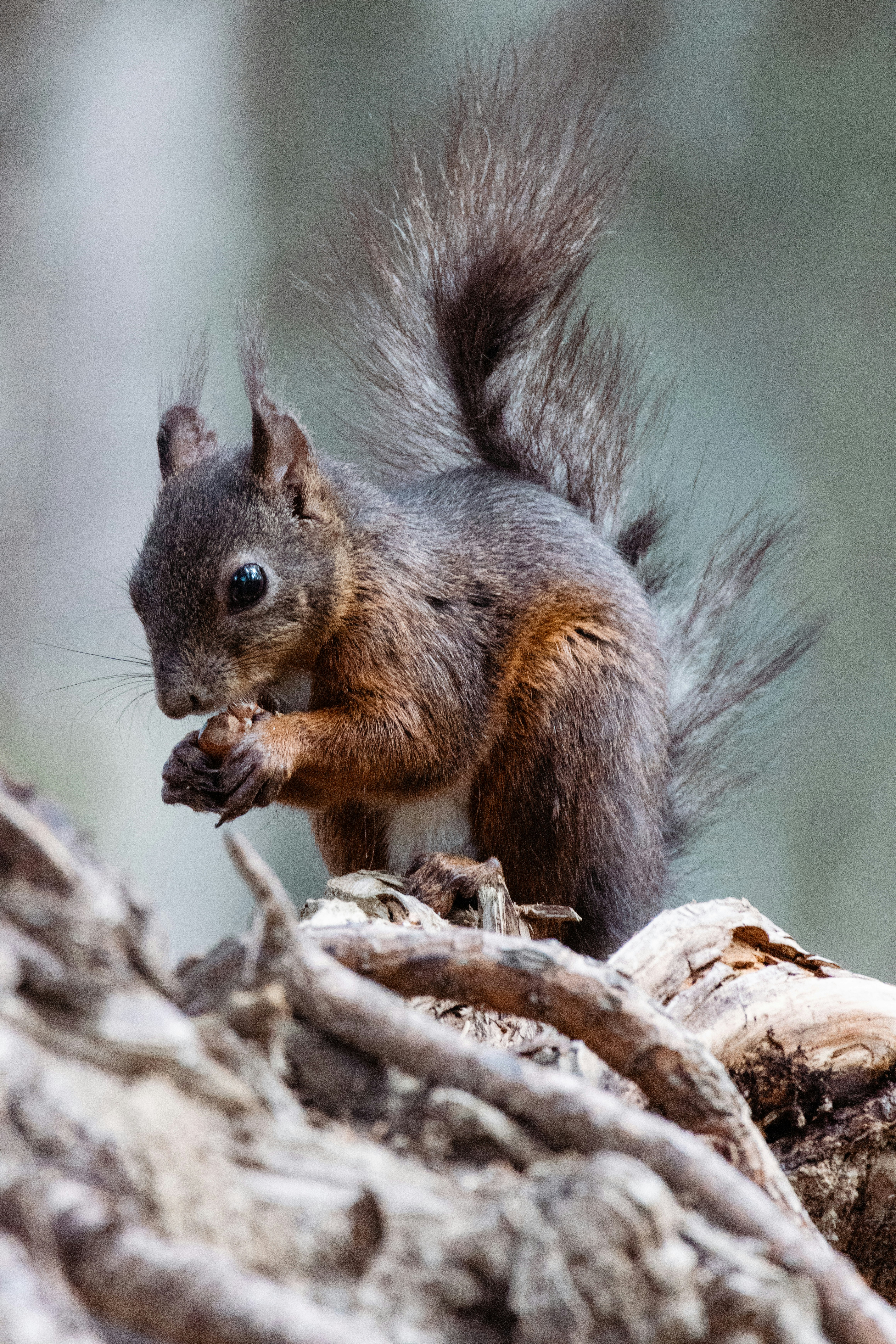 Photo by janisringli