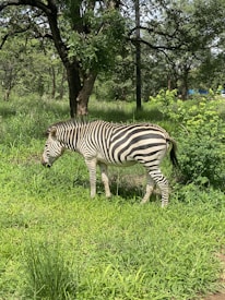 A zebra is grazing in a lush green meadow surrounded by trees with dense foliage. The sunlight highlights the black and white stripes of the zebra against the vibrant greenery.