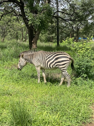 A zebra is grazing in a lush green meadow surrounded by trees with dense foliage. The sunlight highlights the black and white stripes of the zebra against the vibrant greenery.