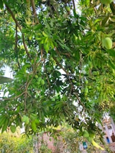 A vibrant mango tree with ripe fruit glowing under warm sunlight.