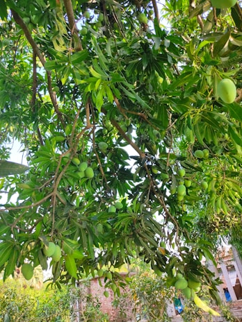 A vibrant mango tree with ripe fruit glowing under warm sunlight.