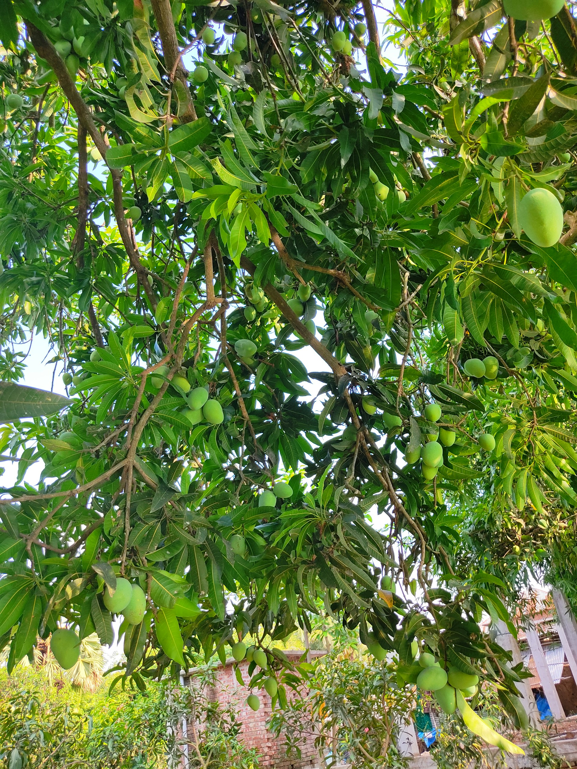 A vibrant mango tree heavy with ripe, golden mangoes basking in the warm sunlight of Huelva.
