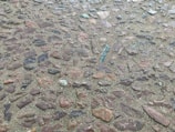 A surface that appears to be a cobblestone path with various shapes and sizes of stones embedded in the ground. The stones are mostly irregular, some of them slightly polished, and are set in a mix of sandy and earthy material.