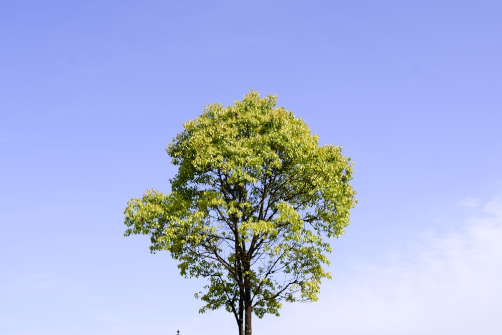 a lone tree in the middle of a field