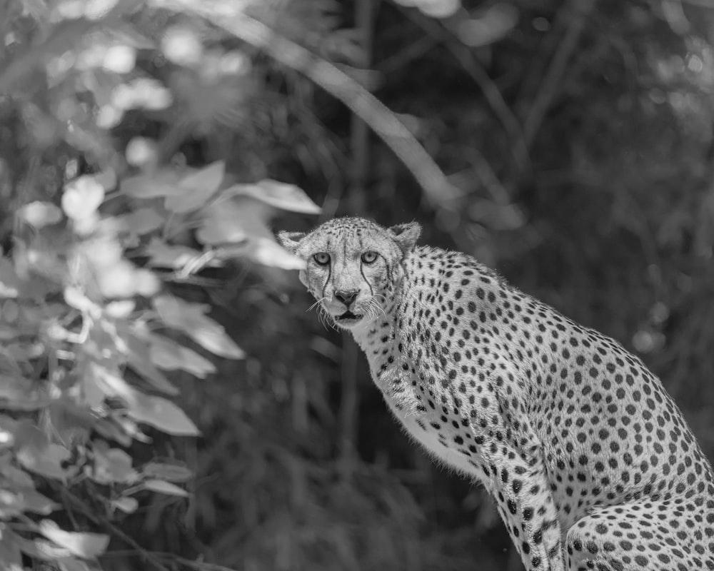 a black and white photo of a cheetah