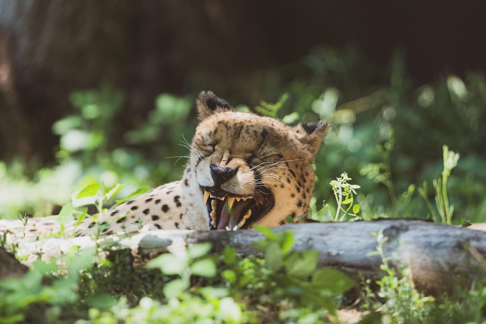 a close up of a cat laying on the ground