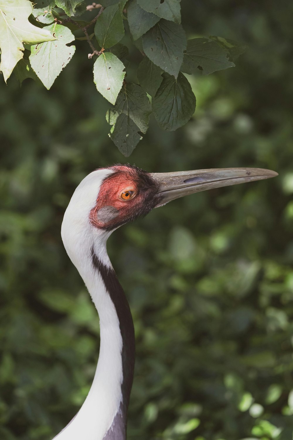 a white bird with a red head standing in front of a tree