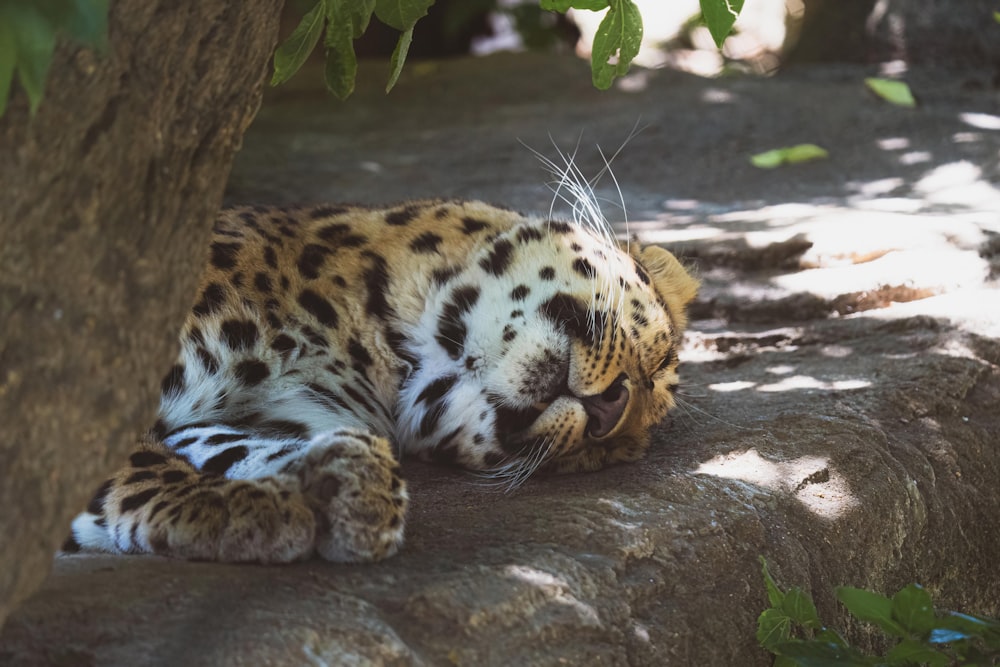 a leopard laying on a rock under a tree
