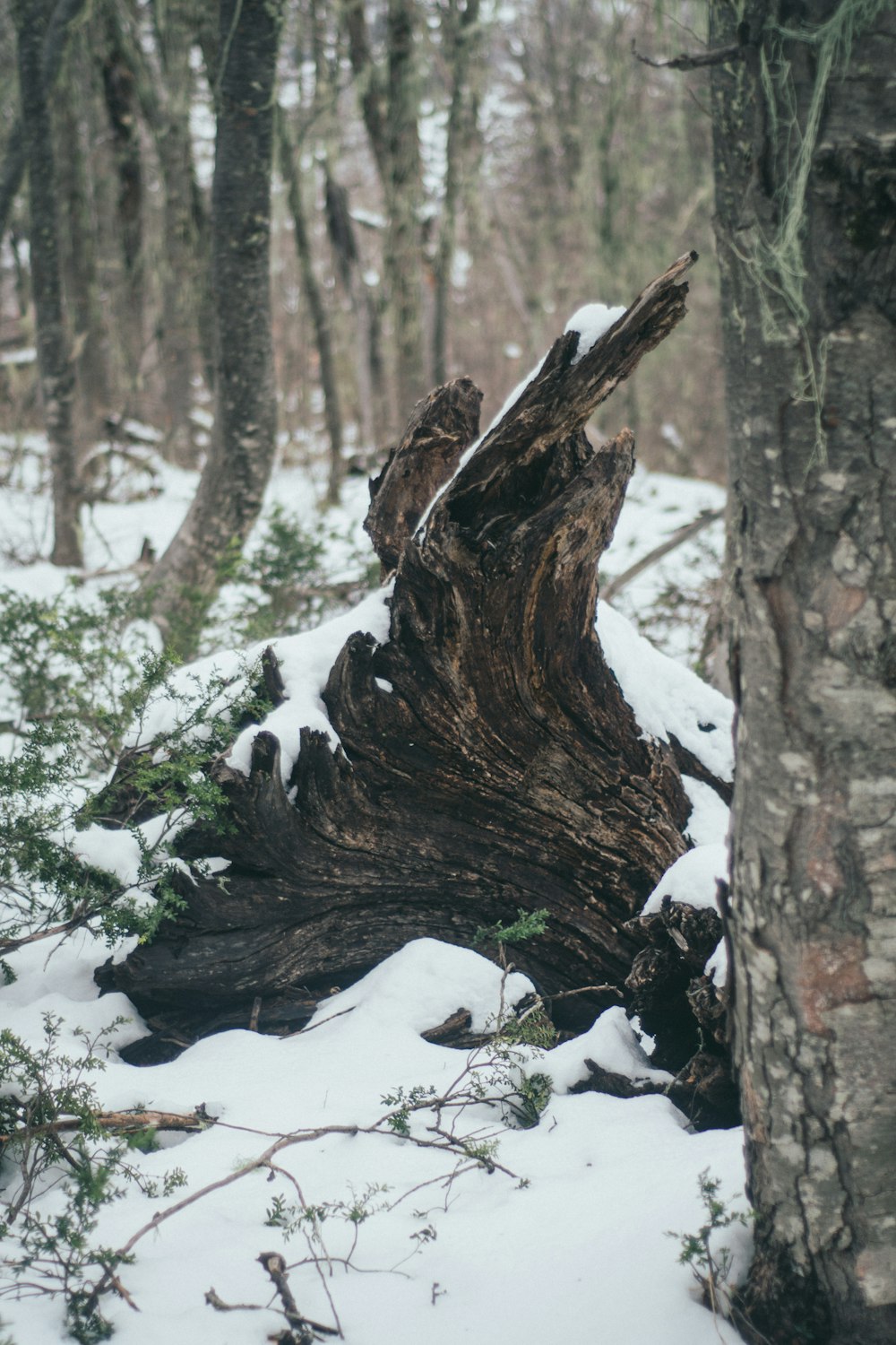 a large tree stump in the middle of a snowy forest