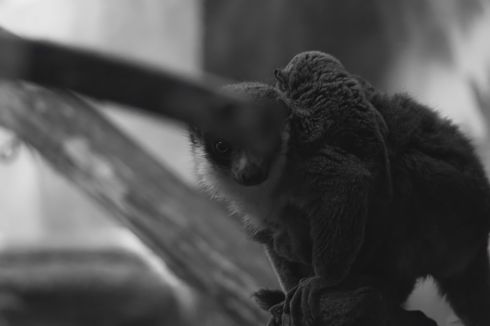 a black and white photo of a monkey on a branch