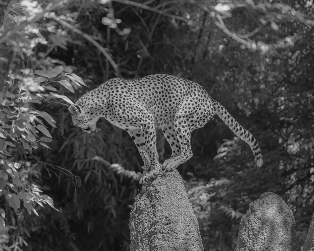 a black and white photo of a cheetah on a rock