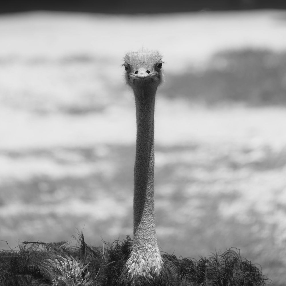 an ostrich standing in front of a body of water