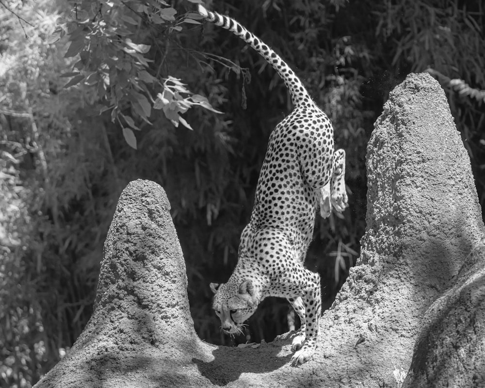 a black and white photo of a cheetah