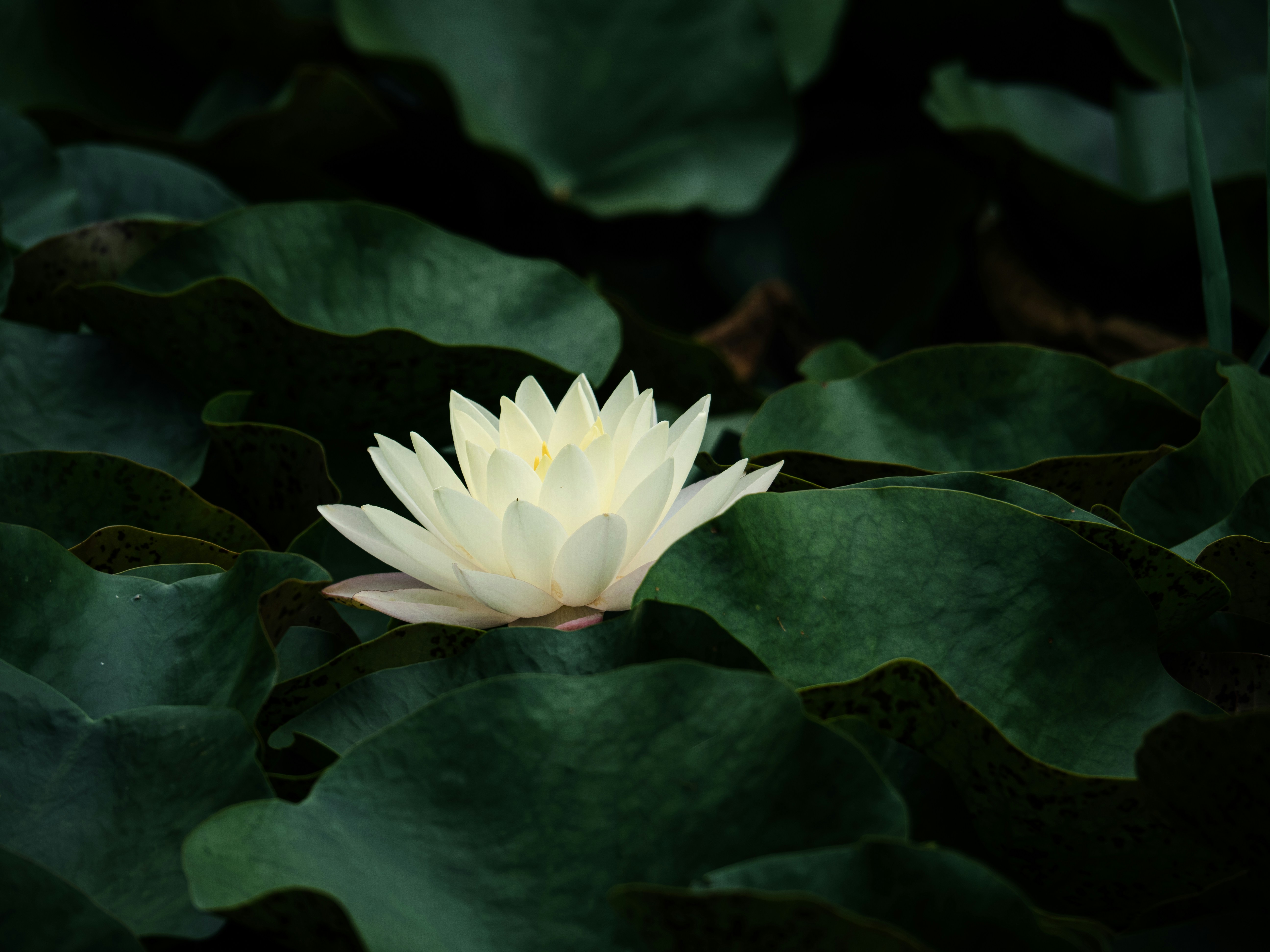 White lotus flower on green leaves