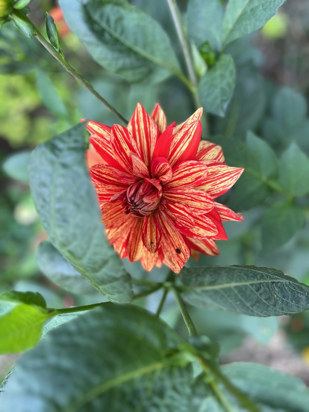 a red and yellow flower with green leaves