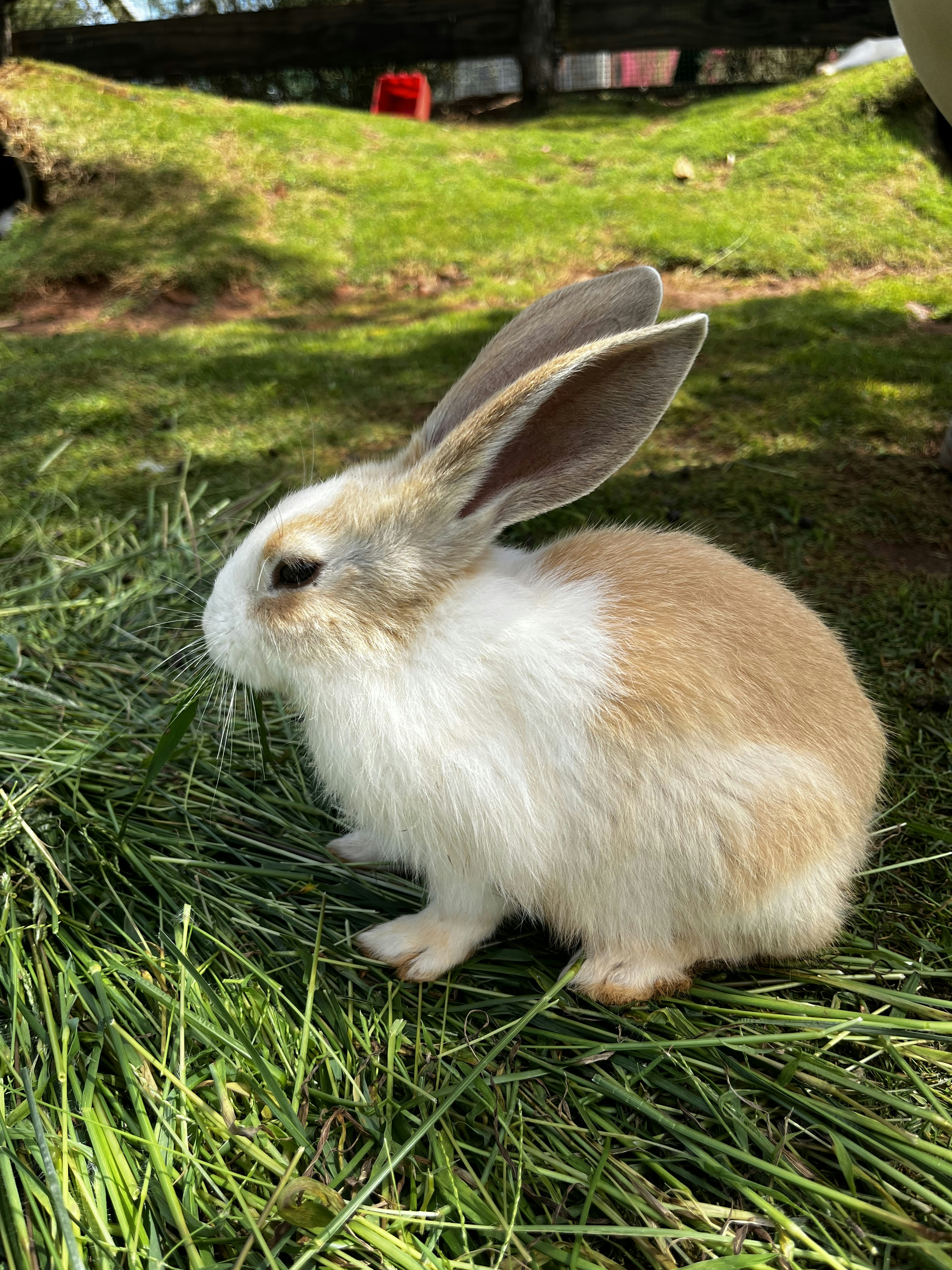 Fresh Organic Rabbit Meat