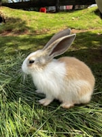 Smiling vet holding a relaxed rabbit outdoors, surrounded by greenery