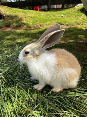 Smiling vet holding a relaxed rabbit outdoors, surrounded by greenery