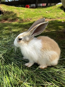 Conejo Blanco
