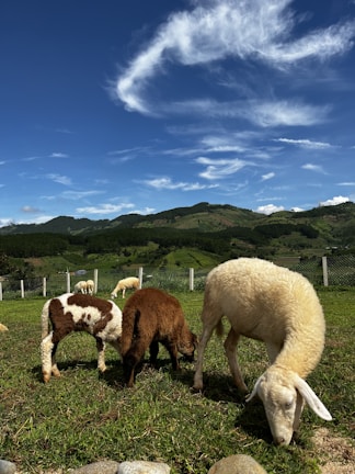A peaceful scene of sheep grazing in a green pasture under clear skies