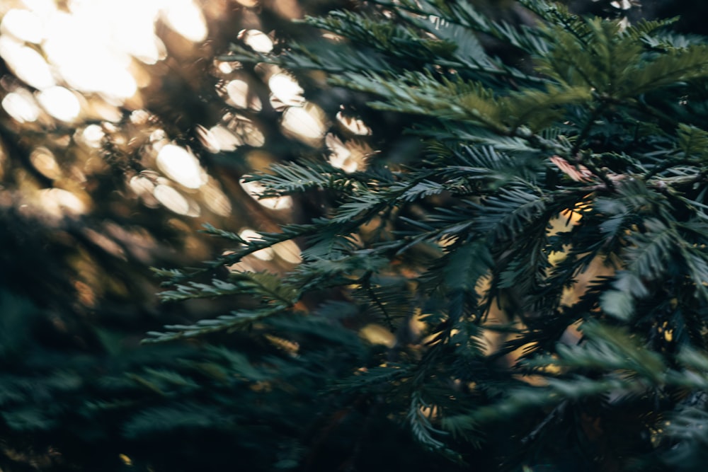 um close up de um pinheiro com o sol brilhando através dos galhos