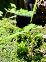 Close-up of a lush terrarium with vibrant moss and tiny ferns under soft natural light