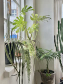 An indoor arrangement of various potted plants, including a monstera with large, perforated leaves, a string of pearls plant cascading from a pot, and a cactus with tall, vertical growth. These plants are set against a white wall with light filtering through a window.