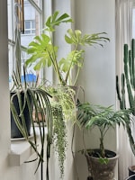 An indoor arrangement of various potted plants, including a monstera with large, perforated leaves, a string of pearls plant cascading from a pot, and a cactus with tall, vertical growth. These plants are set against a white wall with light filtering through a window.