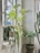 An indoor arrangement of various potted plants, including a monstera with large, perforated leaves, a string of pearls plant cascading from a pot, and a cactus with tall, vertical growth. These plants are set against a white wall with light filtering through a window.
