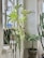 An indoor arrangement of various potted plants, including a monstera with large, perforated leaves, a string of pearls plant cascading from a pot, and a cactus with tall, vertical growth. These plants are set against a white wall with light filtering through a window.