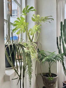 An indoor arrangement of various potted plants, including a monstera with large, perforated leaves, a string of pearls plant cascading from a pot, and a cactus with tall, vertical growth. These plants are set against a white wall with light filtering through a window.