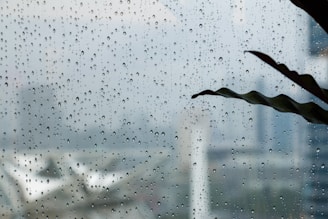 a window with rain drops on it and a plant in the foreground