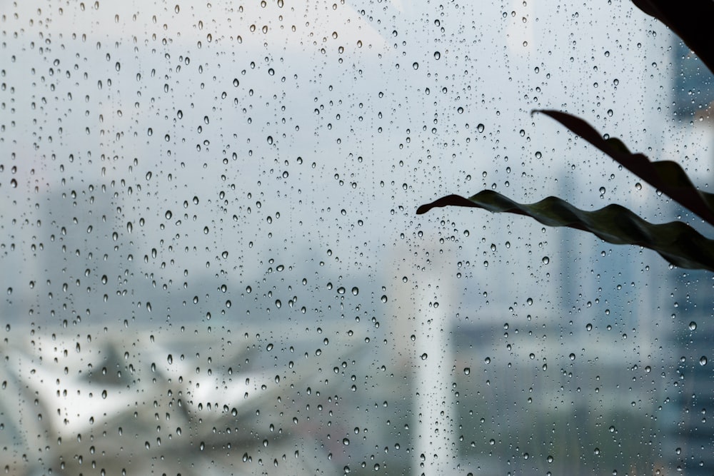 a window with rain drops on it and a plant in the foreground