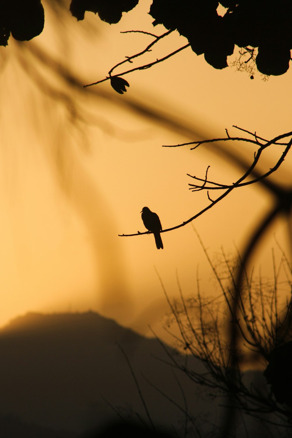 a bird sitting on a tree branch at sunset