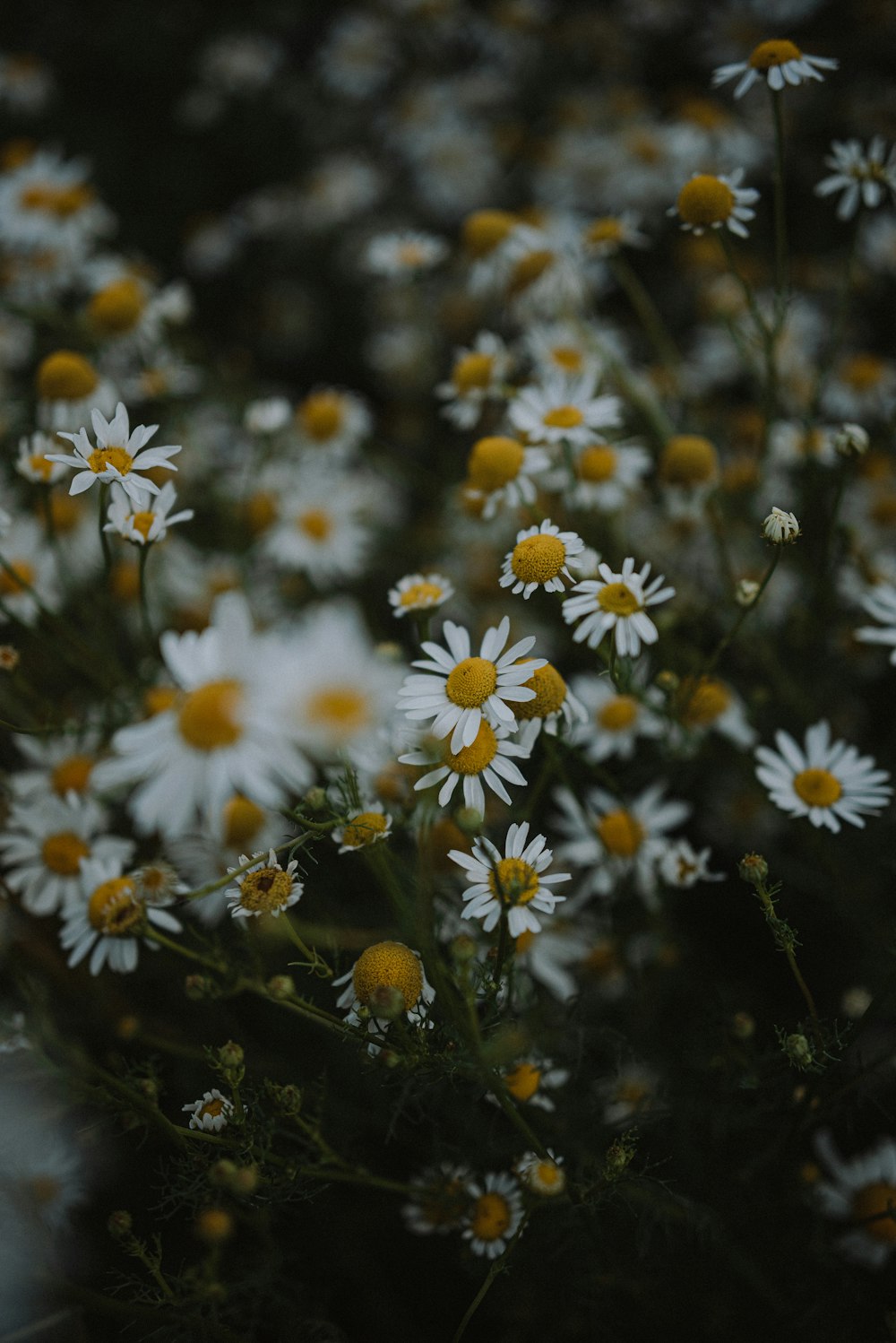 Un ramo de flores blancas y amarillas en un campo