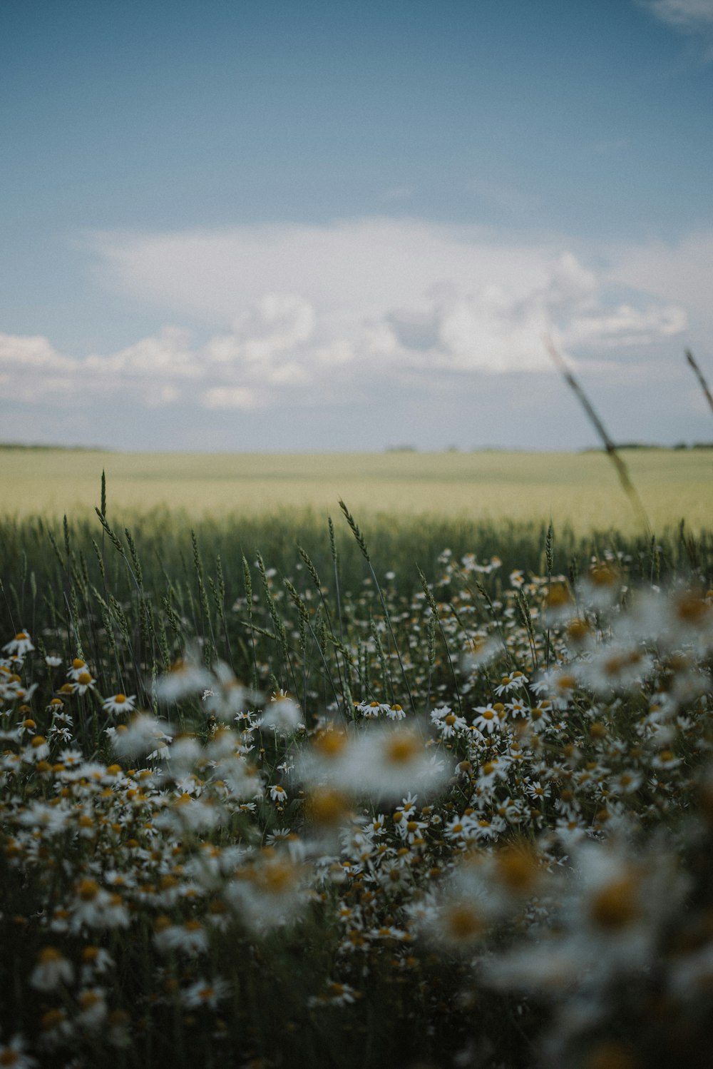 a field full of flowers and grass under a cloudy sky