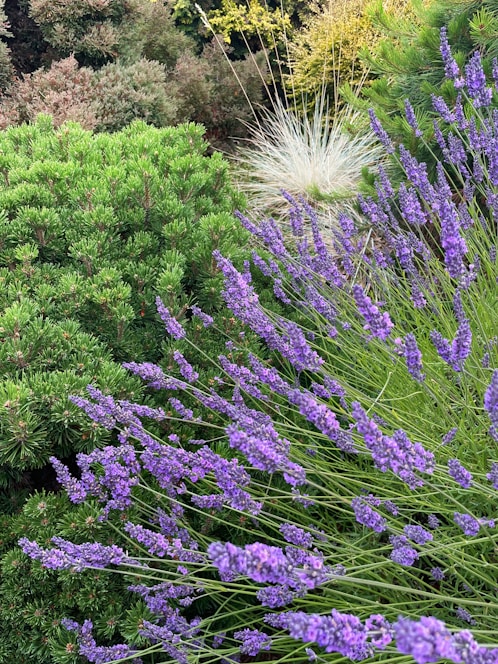 a bunch of purple flowers in a garden