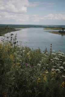 A serene river flowing gently beside a blooming wildflower meadow at dawn.