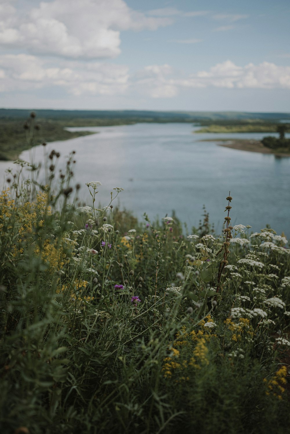a view of a body of water with wildflowers in the foreground