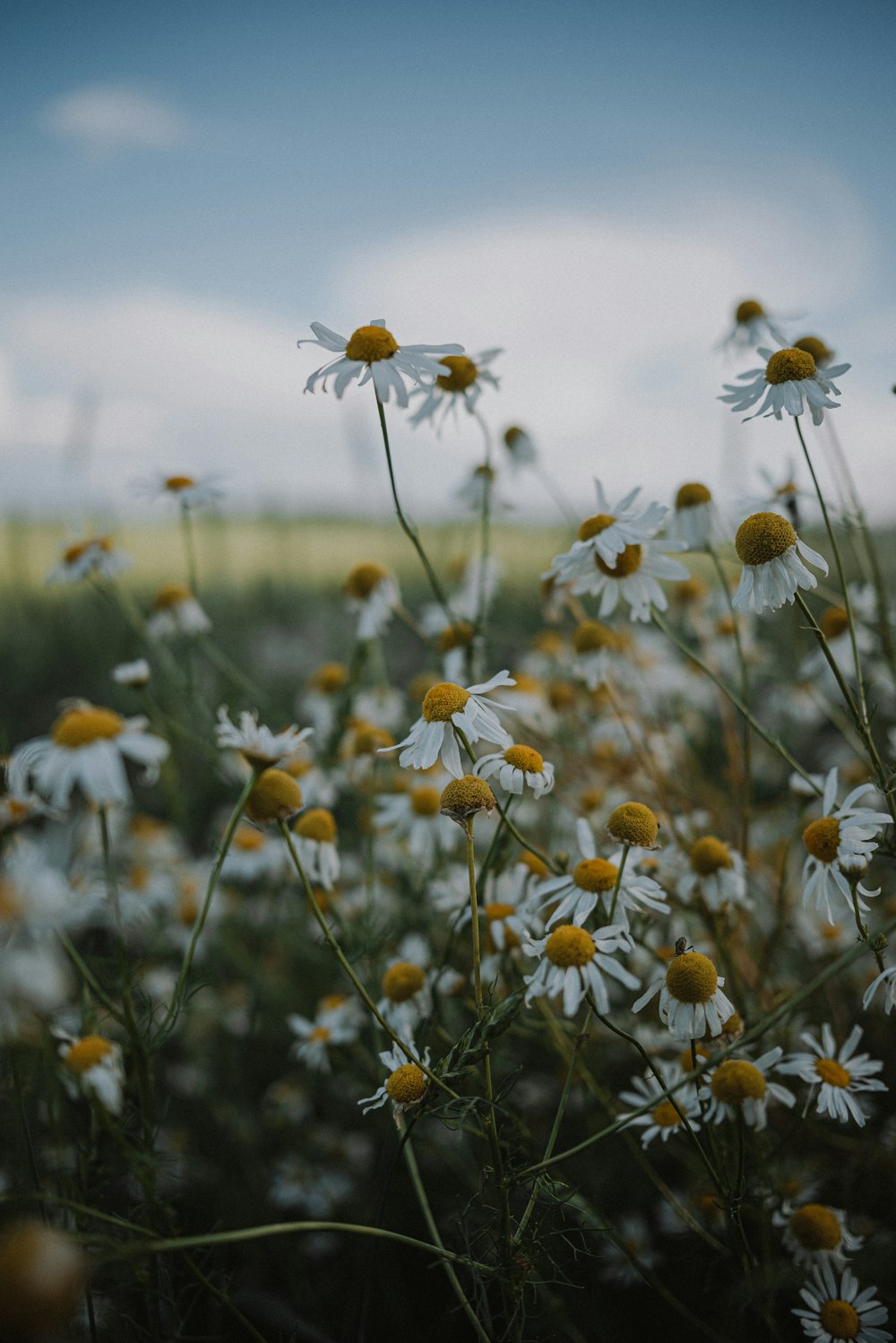 a field full of white and yellow flowers