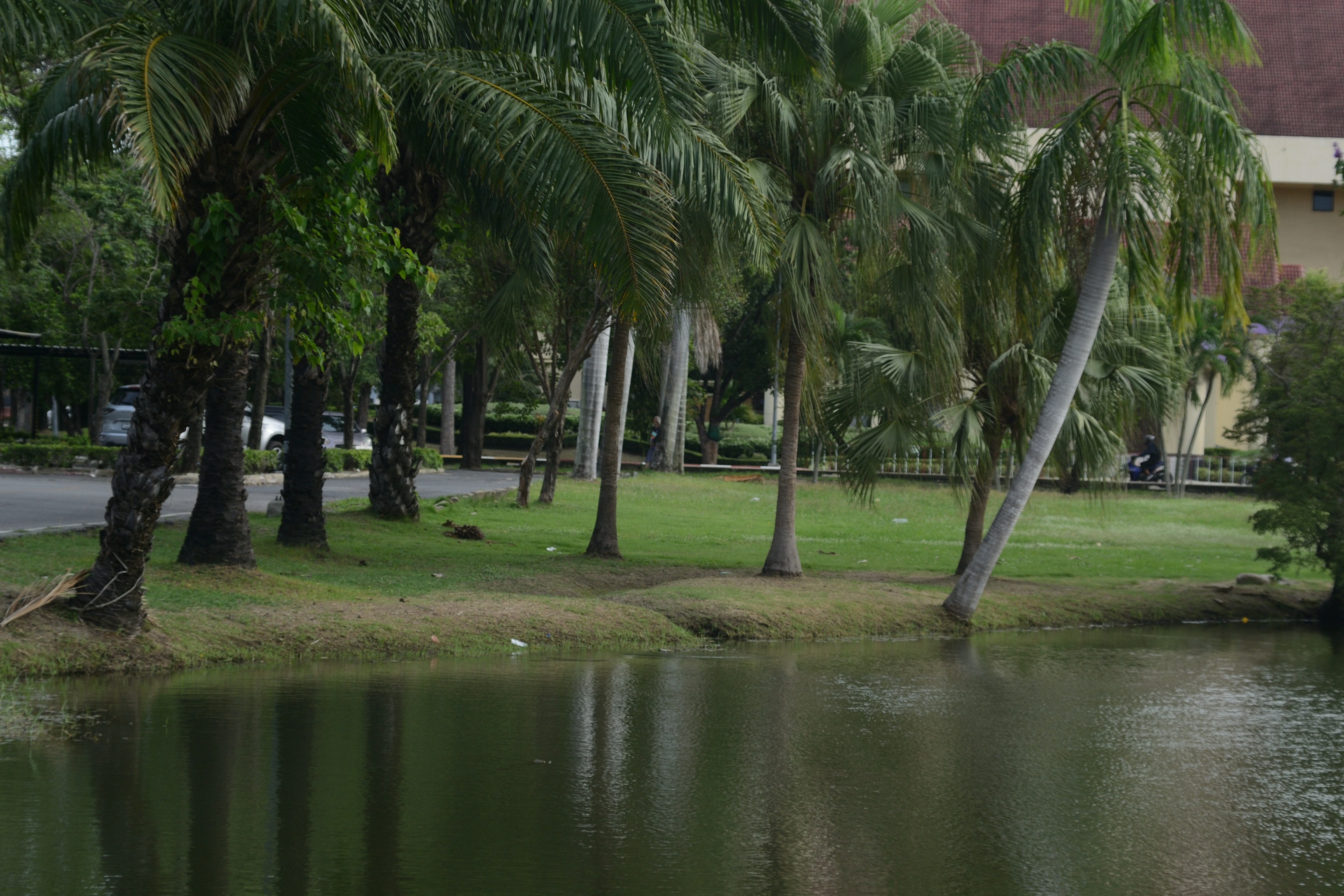 Arenga Street Park