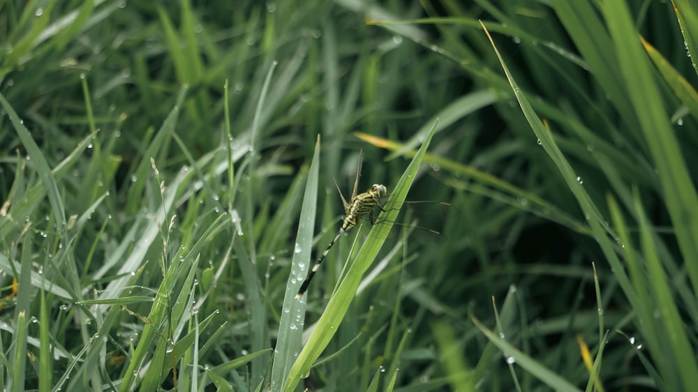 a bug sitting on top of a green grass covered field