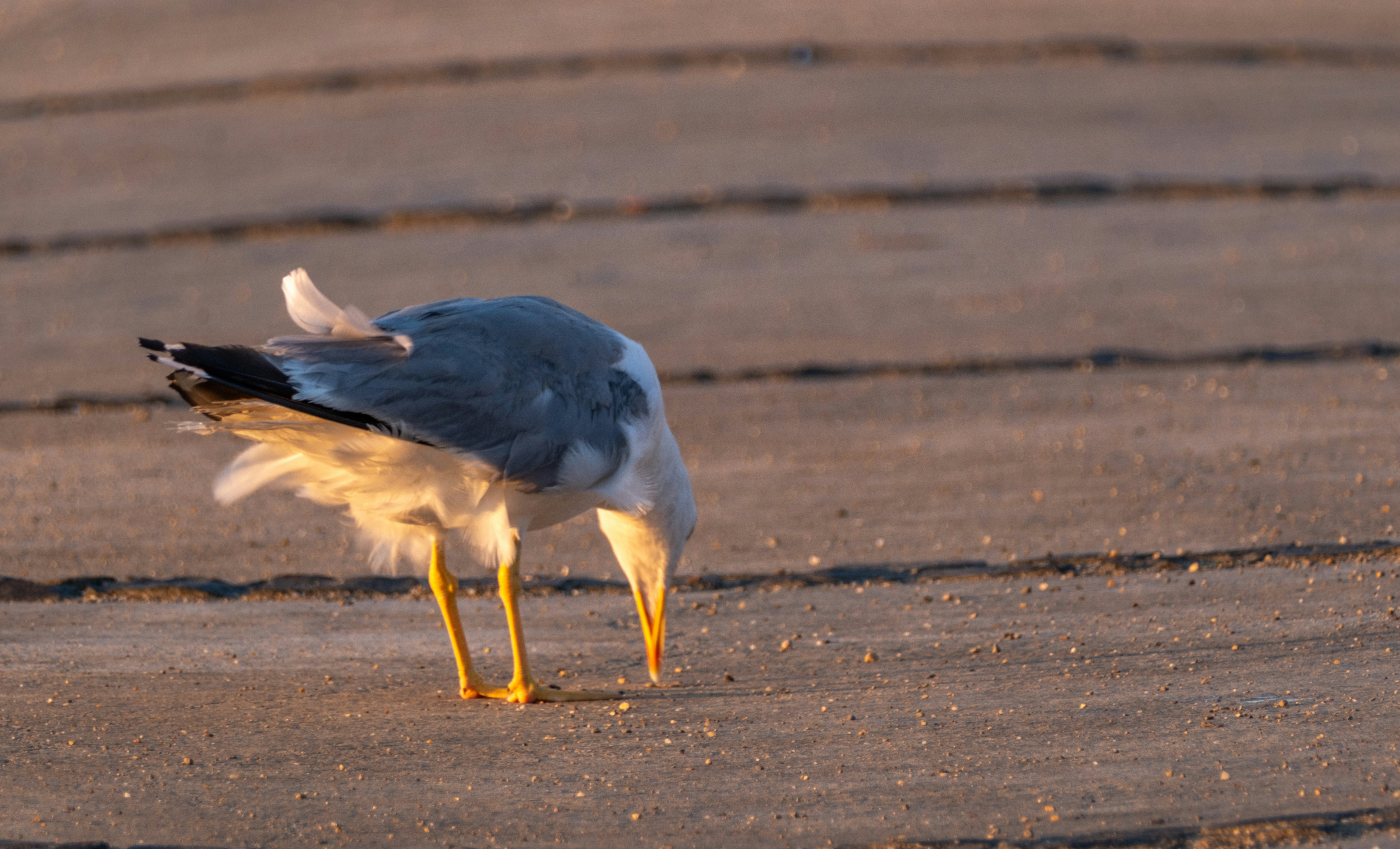 a seagull standing on the sand with its beak in it's mouth