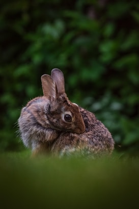 A small rabbit, with a mix of brown and gray fur, sits nestled among lush green grass and foliage. Its ears are perked up, and the rabbit appears calm and relaxed against the softly blurred background.