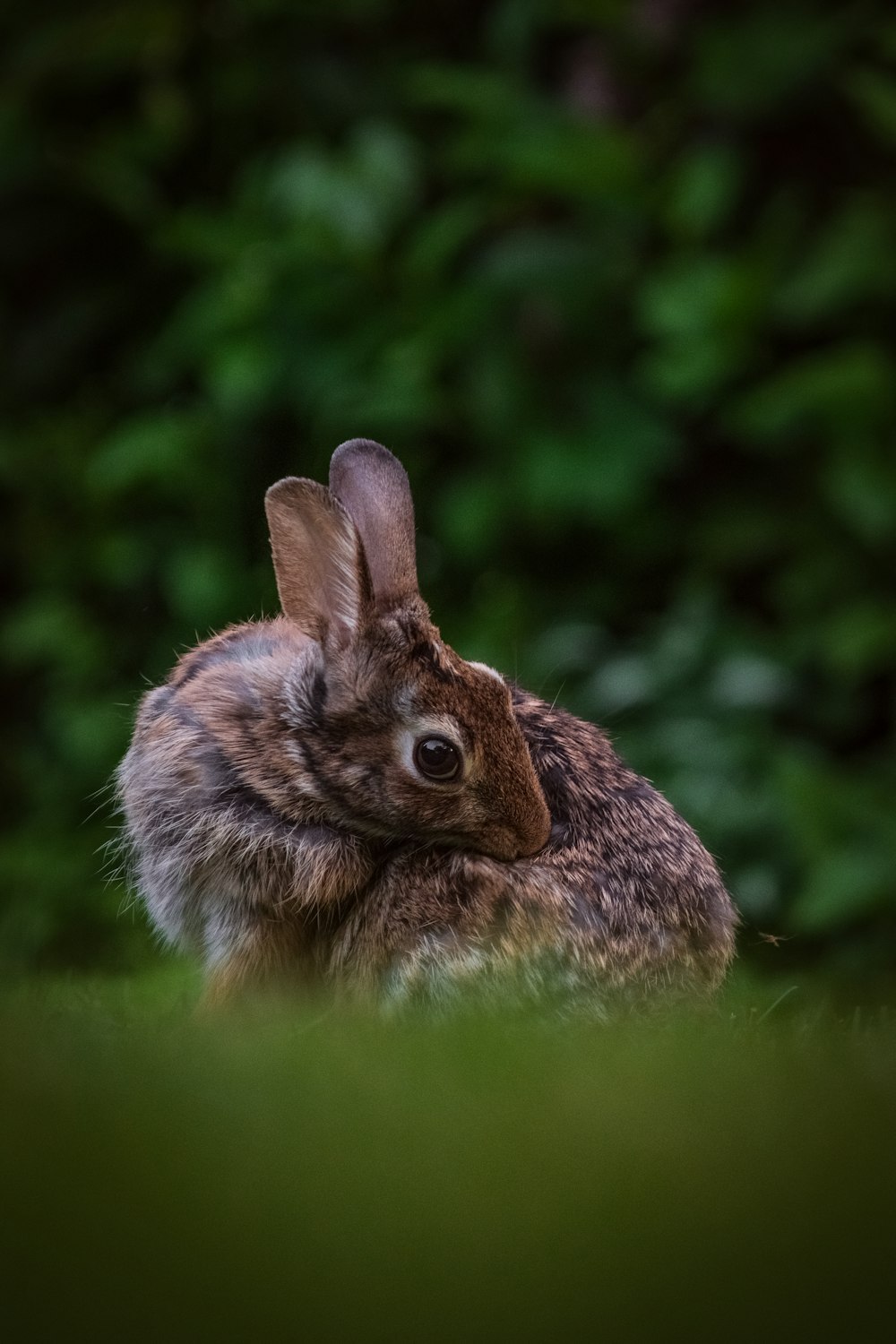 a small rabbit sitting in the grass