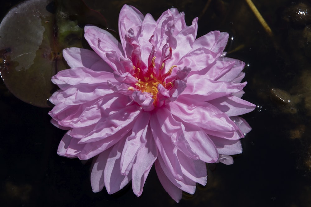 a pink flower floating on top of a body of water